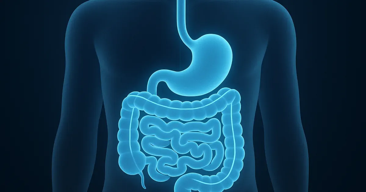 Illustrated human digestive system showing intestinal gas pathways related to causes of bloating in the stomach