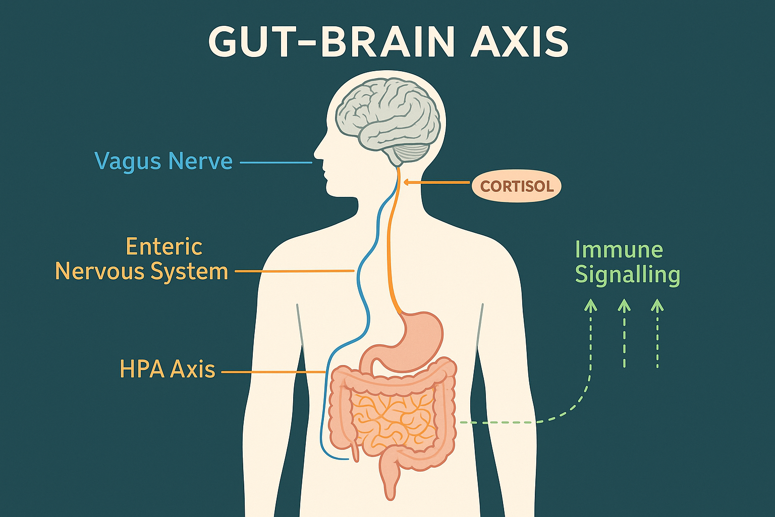 Diagram showing the four channels of the gut-brain axis communication network