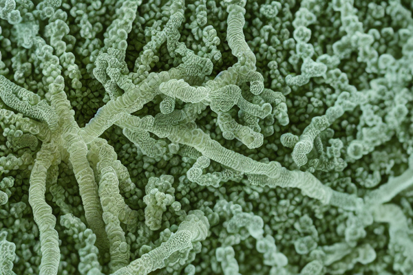 Your Gut Is Talking — Here's What Science Is Finally Learning to Hear