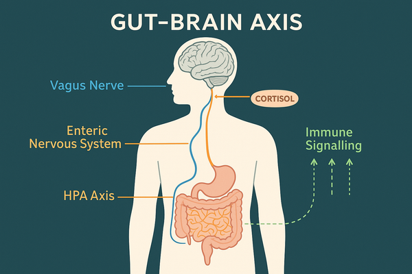 Diagram showing the four channels of the gut-brain axis communication network